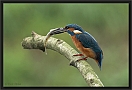 ijsvogel DSC_0048-01